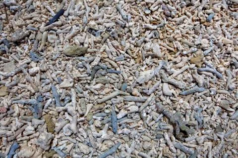 Coral bleaching on the sandy beach as structural. background texture Stock Photos
