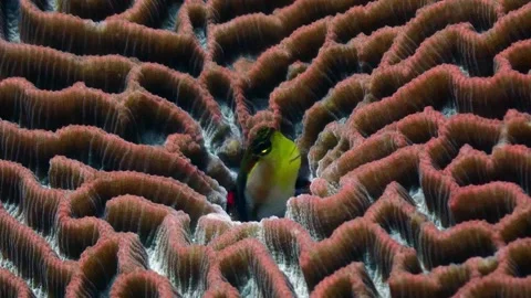 Coral blenny 4K Stock Footage 331276489