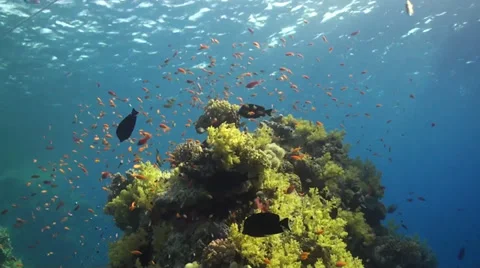 A coral block full of anthias Stock Footage 33531426