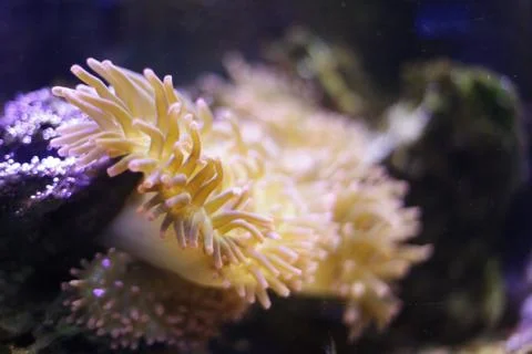 Coral at the bottom of the ocean. Stock Photos