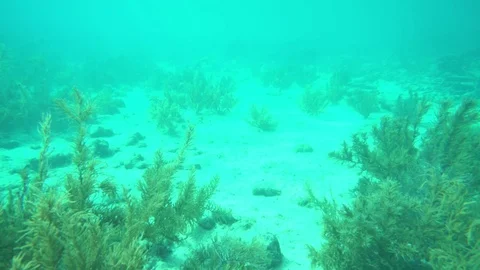 Coral on the bottom of the sea Stock-Footage 75248255
