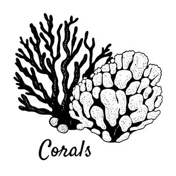 corals clipart black and white