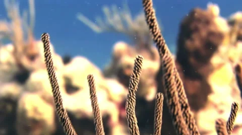 Coral branches in the sun. Close up. Stock Footage 59171806