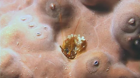 Coral Burrow Life Tiny Crabs, Shrimps and Crustaceans Move Through Stock Footage 326070617