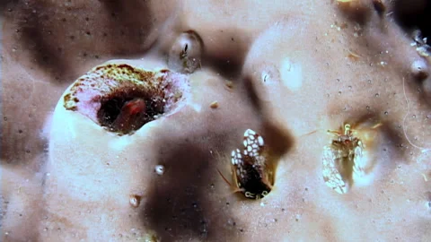 Coral Burrows Teeming With Life Tiny Crabs and Shrimps on the Reef Stock Footage 344782966