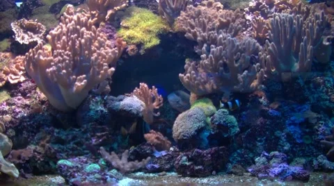 Coral cay Stock Footage 8601018