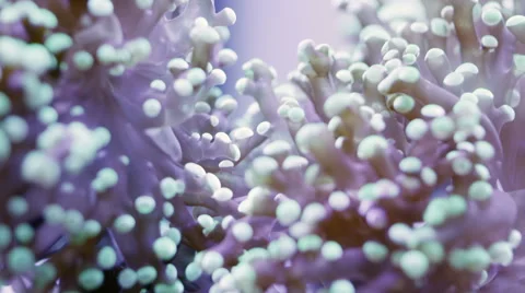 Coral close-up 1 Video stock 40801190