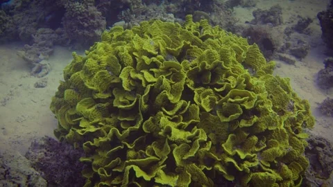 CORAL CLOSE UP selects 4 4 Stock Footage 319291842