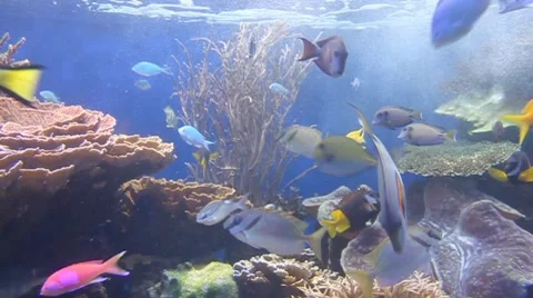 Coral Colony Stock Footage 8294668