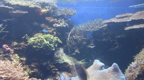Coral Colony Stock Footage 8321178