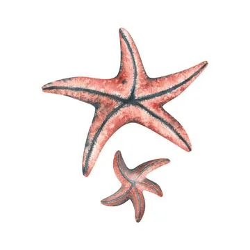 Coral-colored starfish, two objects. Hand drawn watercolor illustration Stock Illustration