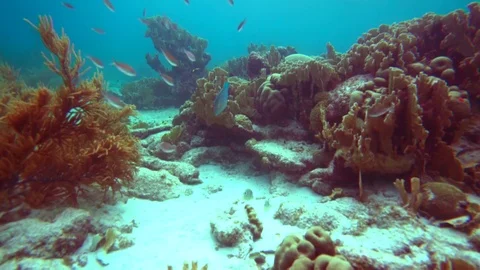 Coral colour graded Stock Footage 76806366