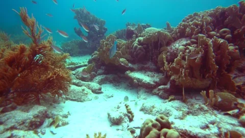 Coral colour graded forward motion with a small group of fish Stock Footage 75431160