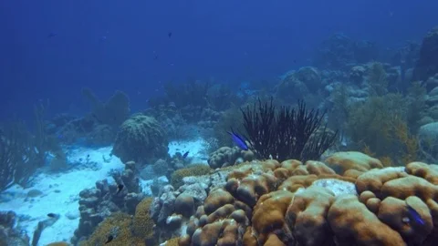 Coral colour graded forward&amp;downwards motion Vidéo 77630184
