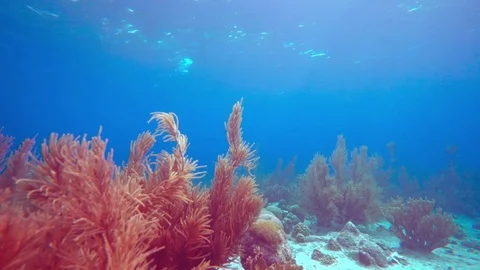 Coral colourgraded Stock Footage 75431167