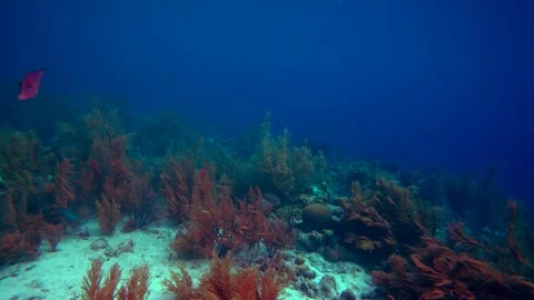 Coral colourgraded Видео 75431207
