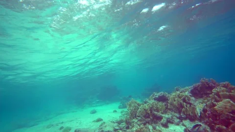 Coral colourgraded Stock Footage 75431211
