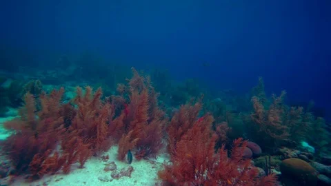 Coral colourgraded Stock Footage 75431213