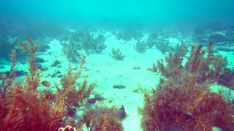 Coral colourgraded Stock Footage 75431219