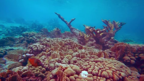 Coral colourgraded Stock Footage 75431227