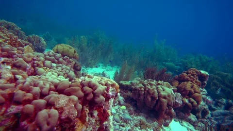 Coral colourgraded Stock Footage 75431228