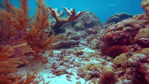 Coral colourgraded Stock Footage 75431242