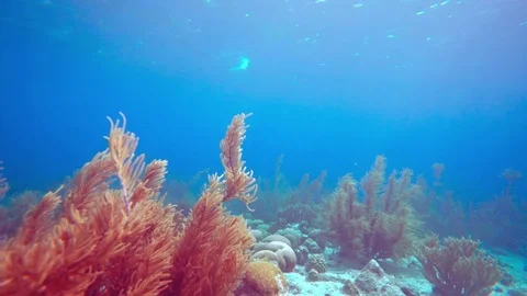 Coral colourgraded Stock Footage 75431253