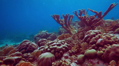 Coral colourgraded Stock Footage 75431254