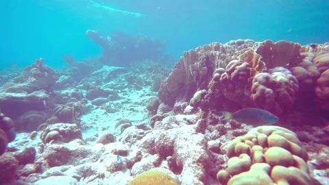 Coral colourgraded Stock-Footage 75431258