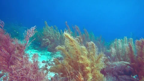 Coral colourgraded Stock Footage 75431289
