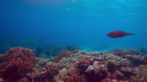Coral colourgraded Stock Footage 75431292