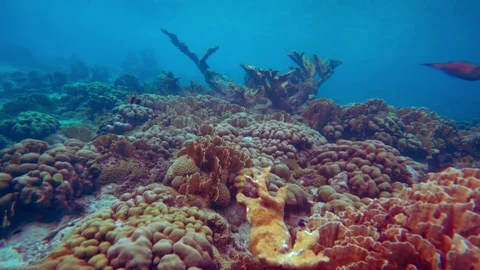 Coral colourgraded Видео 75431297