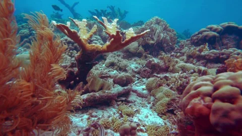 Coral colourgraded Stock Footage 75431346