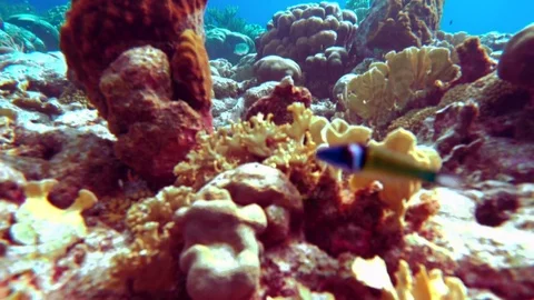 Coral colourgraded Stock Footage 75431352