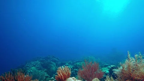 Coral colourgraded Stock Footage 75431358