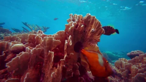 Coral colourgraded Видео 75431382