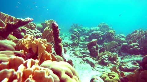 Coral colourgraded Stock Footage 76806363