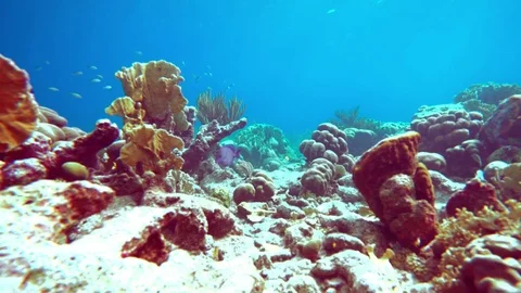 Coral colourgraded Stock Footage 76806439