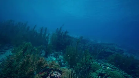 Coral colourgraded Stock Footage 76806446