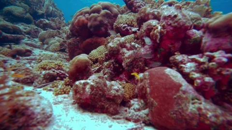 Coral colourgraded Stock Footage 76806459