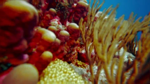 Coral colourgraded Stock Footage 76806562