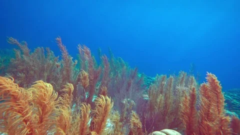 Coral colourgraded forward motion wavey plants Stock-Footage 75431190