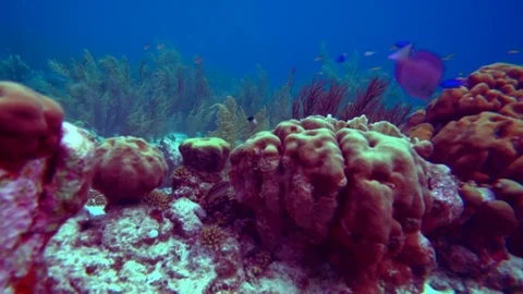 Coral coulergraded Stock-Footage 75431349