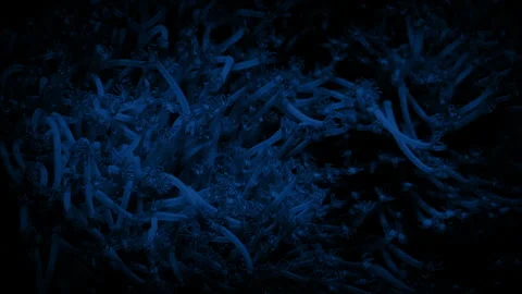 Coral With Countless Tiny Grabbers At Night Video stock 271542279