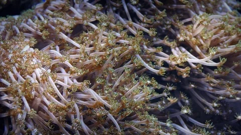 Coral With Countless Tiny Grabbers In Ocean Current 스톡 동영상 73771275