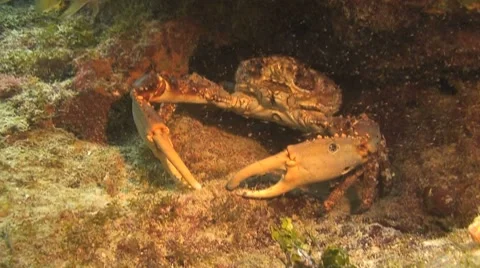 Coral crab Stock Footage 8745141