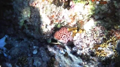 Coral Crab Hiding Deep Inside a Coral Crevice Close Up Stock Footage 340109243