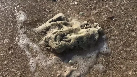 Coral crashed by beach waves Stock Footage 295579654