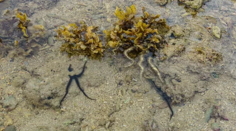 Coral Creature In Shallow Tidal Pool Video stock 43186100