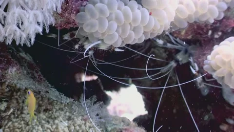 Coral, crinoids, and a tiny fish Video stock 317278040